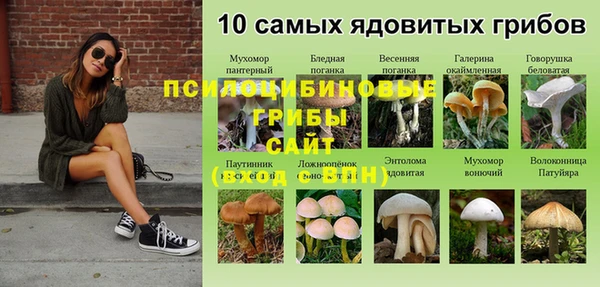 шишки Горно-Алтайск